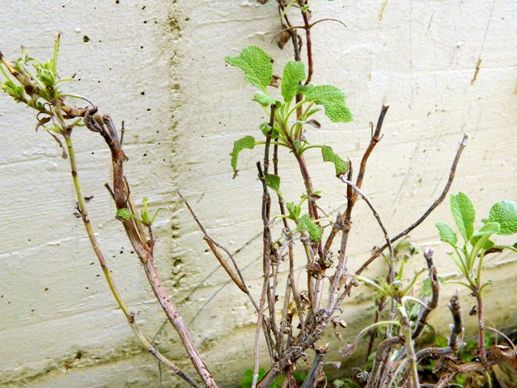 Peribatodes rhomboidaria (?) appena sfarfallata